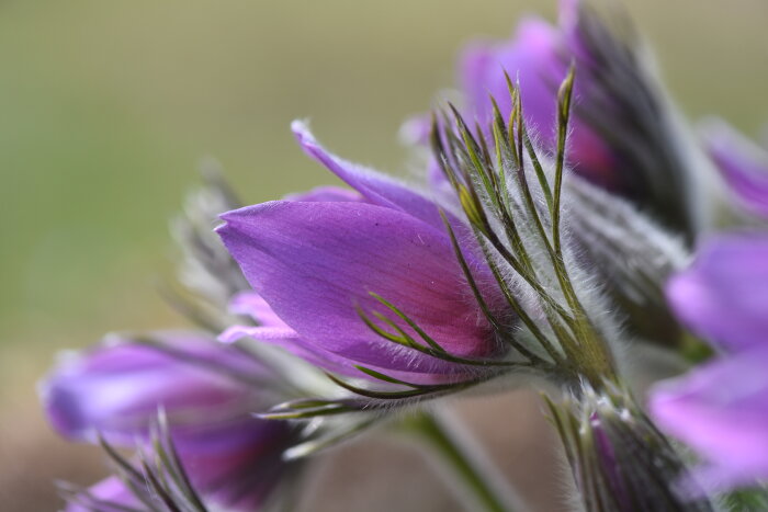 Närbild på lila blommande danska backsippan Pulsatilla vulgaris 'Röde klokke' med synliga hårda strån.