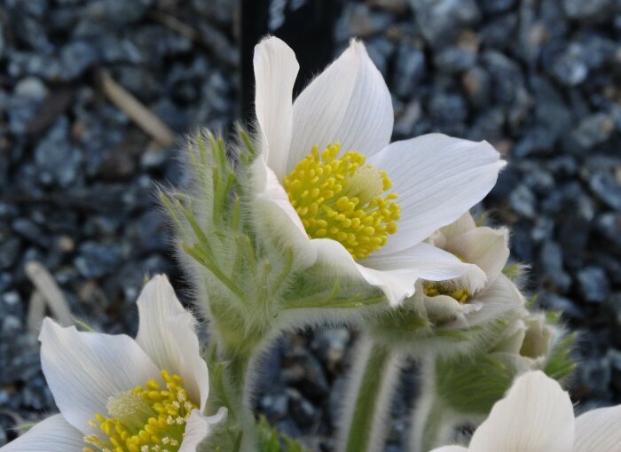 Närbild av Pulsatilla vulgaris `Röde klokke´ med vita blommor och gula ståndare mot grusig bakgrund.