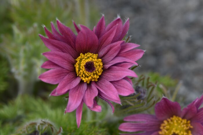 Närbild av blommande Pulsatilla vulgaris `Röde klokke´ med lila kronblad och gula ståndare.