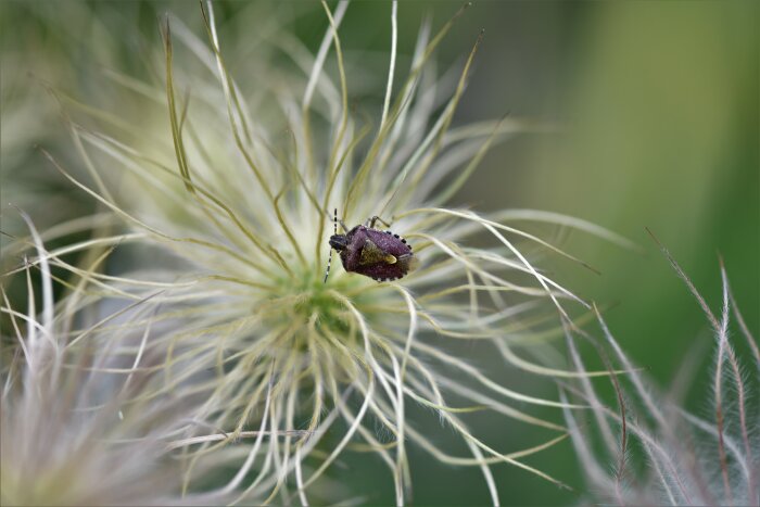 En insekt på den fluffiga fröställningen av en backsippa, Pulsatilla vulgaris, med fokus på insektens detaljer.