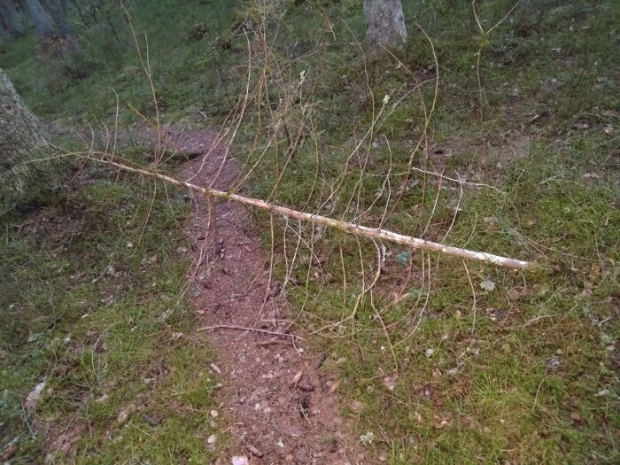 Ett nedfallen träd ligger över en skogsstig omgiven av grönt gräs och små buskar.