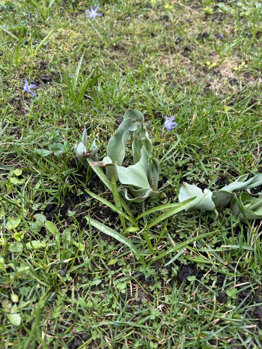 Växter som liknar tulpaner utan knoppar växer i en gräsmatta med små blå blommor.