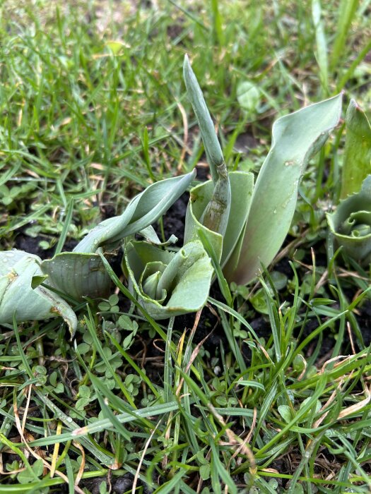 Växande gröna blad som liknar tulpanlöv i gräsmatta, utan blomknoppar.