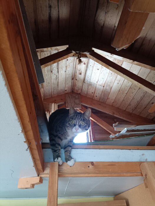 Katt på en trätrappa i ett oisolerat takutrymme med synliga träbjälkar och skadat tak.