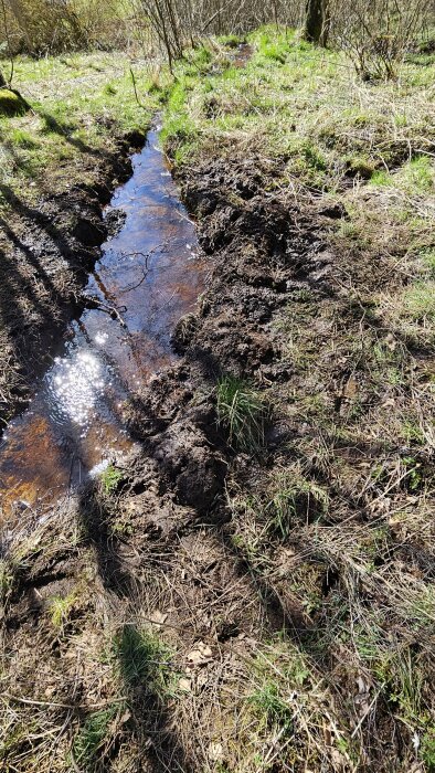 Nyligen omlett dike i grön björkdunge med vattenspegling och grässtrån på sidorna.