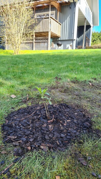 Nyplanterad fläderstickling i bördig jord med flis, mot bakgrund av hus och gräsmatta.