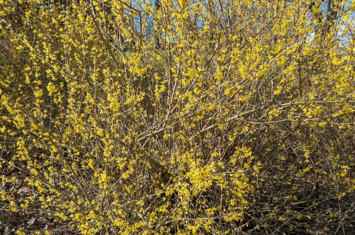 En forsythiabuske i full blom med gula blommor mot en bakgrund av nakna grenar och blå himmel.