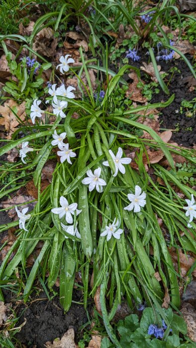 Vita blommor med långa smala blad och daggdroppar omgivna av visset löv och blå blommor.