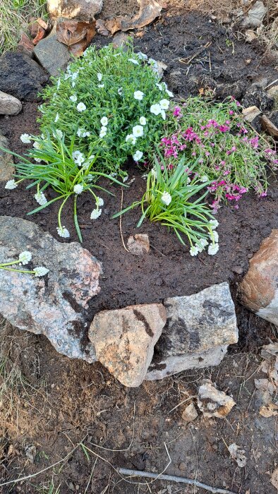 Grävt hål med planterade vita och rosa blommor omgivna av stenar och jord.