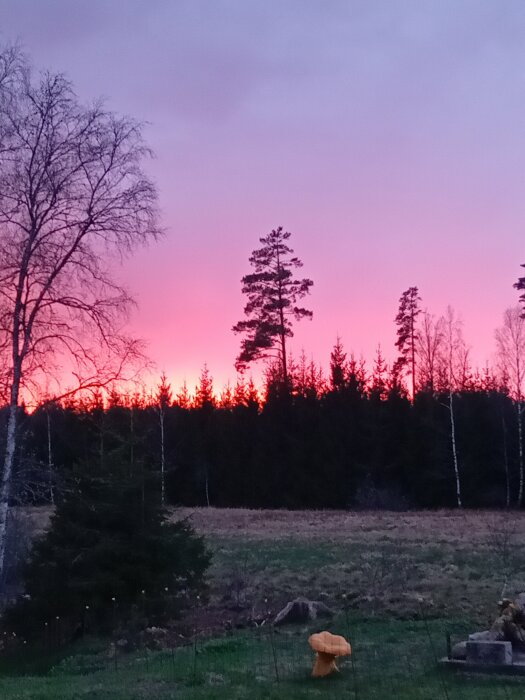 Solnedgång med rosa himmel bakom silhuetten av skog och träd.