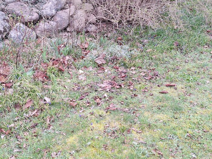 Trädgård med tillplattat gräs och blad, indikation på stort djur som legat där.
