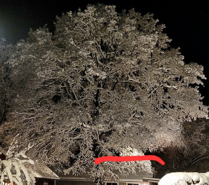 Snötäckt träd vid natt med rött streck markerande taknock och lyktstolpe.