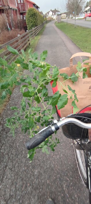 Cyklistperspektiv med en gren av gröna blad som sticker ut från en papperspåse på cykelns pakethållare, på en asfalterad väg.