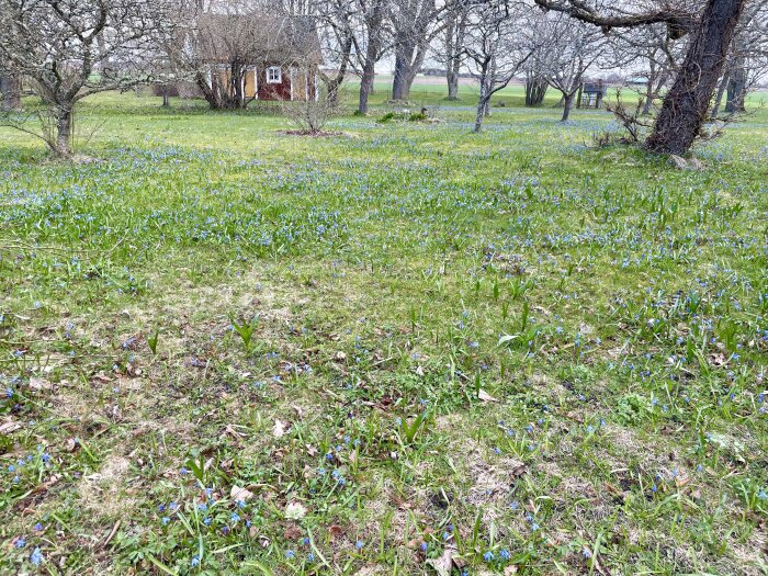 Trädgård med blommande scillor som skapar ett blått fält, bakom kala träd och en röd stuga.