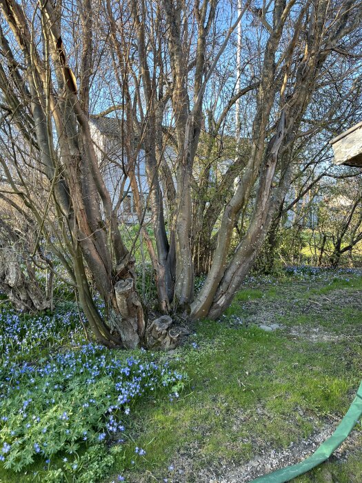 Stor gullregn med flera grova stammar omgiven av blå blommor, erbjuds för upphämtning.