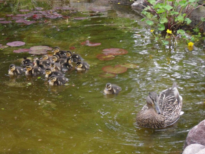 Ducks in pond SDC10024 c.jpg