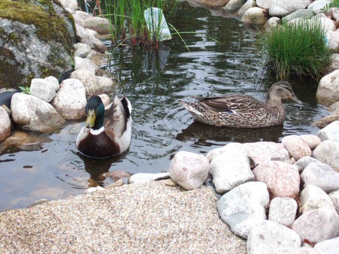 Ducks in the stream Dscf0497c.jpg