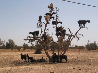 tree_goats2[1].jpg