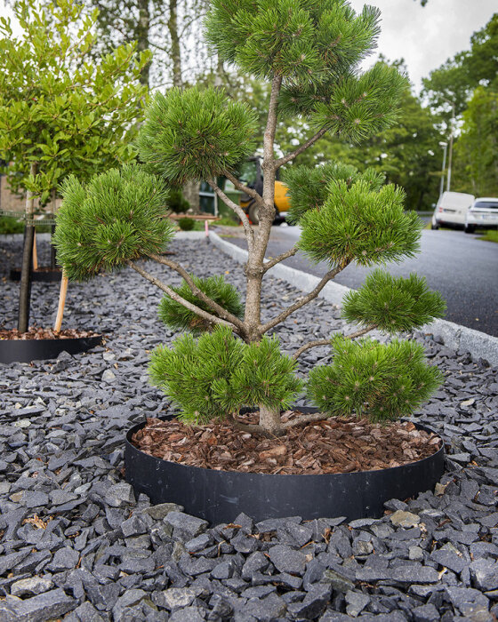 Pine tree in landscaping with grey crushed stones and bark mulch, japanese garden style.