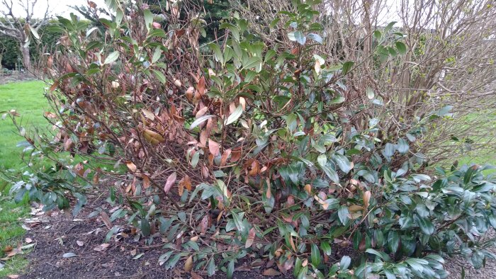 Bush med delvis bruna blad och kala grenar, eventuellt en sjuk lagerhägg, i en trädgård.