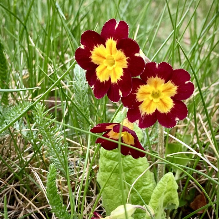 Rödvioletta blommor med gula mitten blommar bland grönt gräs.