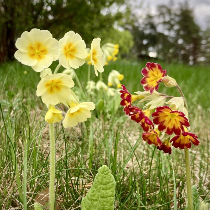 Gula och rödgula blommor i gräs med suddig bakgrund av trädgård.