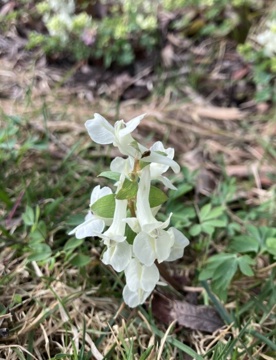 Vit nunneört som blommar, möjligen hybrid med lila kanter, i en trädgård.