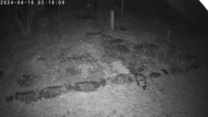 Nattbild från övervakningskamera som visar en grävling som går i en skogsglänta.