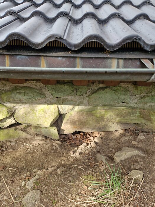 Stuga grundskadad av djur som grävt, stenvägg har rasat, behov av reparation.