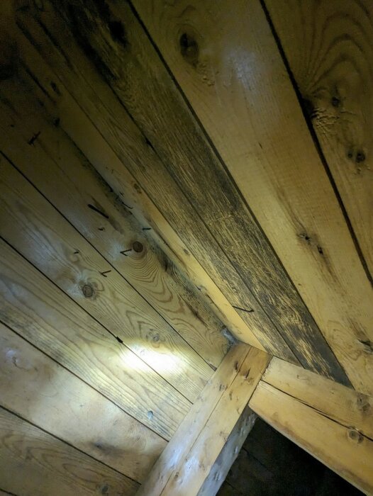 Trätak med svarta fläckar av mögel på en kallställd vind, synlig skada på ett plank.