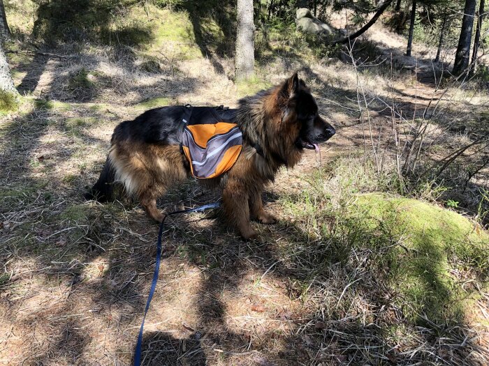 Hund med sadelväskor på dagsvandring i skog på Bohusleden.