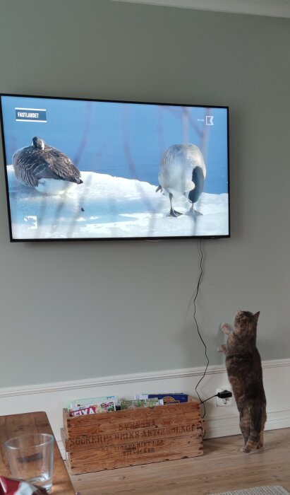 Katt som tittar intresserat på en TV-skärm med bilden av två gäss.