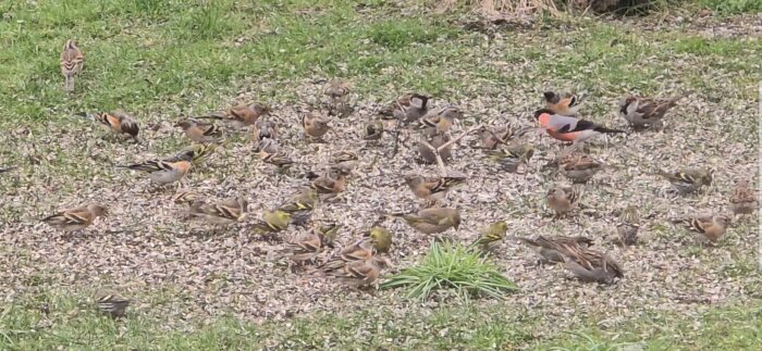 En flock grönsiskor och andra småfåglar på en gård med spillt fågelfrö.