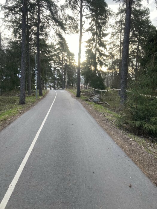 Asfalterad gångväg genom skog med träd och lågt solljus i bakgrunden.