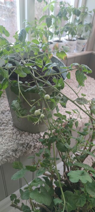 Växter i krukor som trängs inomhus, med gröna tomatplantor och unga tomater.