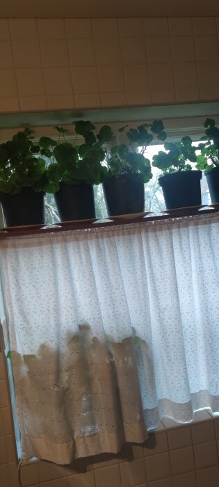 Pelargonplantor i svarta krukor placerade på fönsterbräda framför ett vitt gardin.