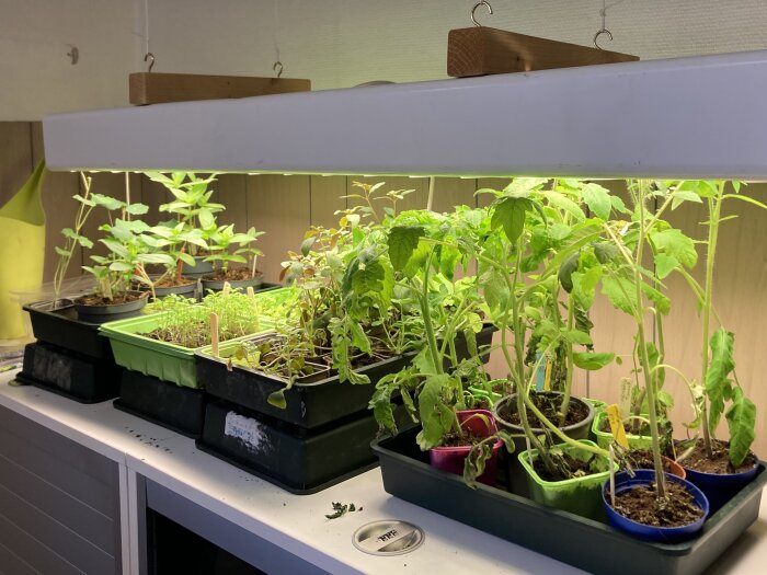 Plantor inklusive höga tomater under en växtlampa på en bänk, redo att omplanteras och flyttas till växthuset.