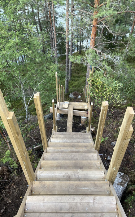 En nybyggd trappa av trä med stolpar genom skogsmark i lite ojämnt avstånd.