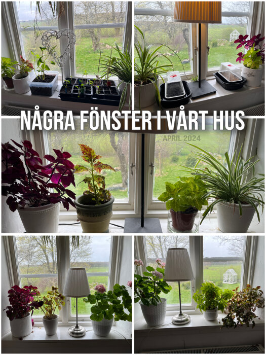 Collage av flera fönster med olika växter och utsikt över en trädgård, text "NÅGRA FÖNSTER I VÅRT HUS APRIL 2024".
