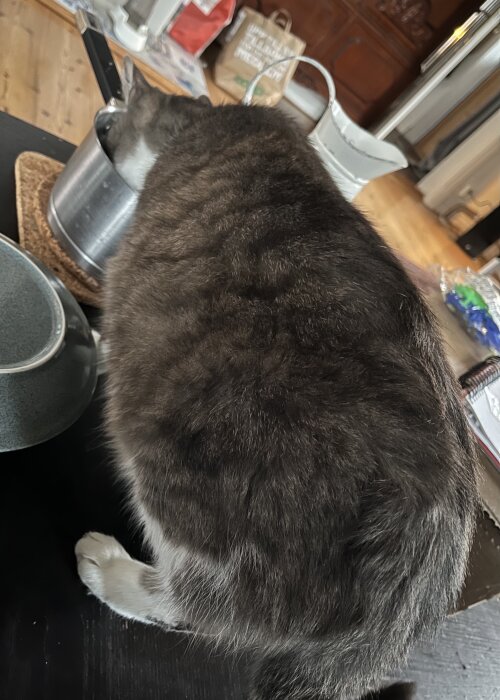 Katt som dricker vatten ur ett silverfärgat kärl på ett köksbord.