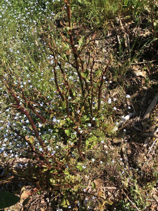 Unga trädplantor med röda stammar bland marktäcke av vita blommor och gröna löv.