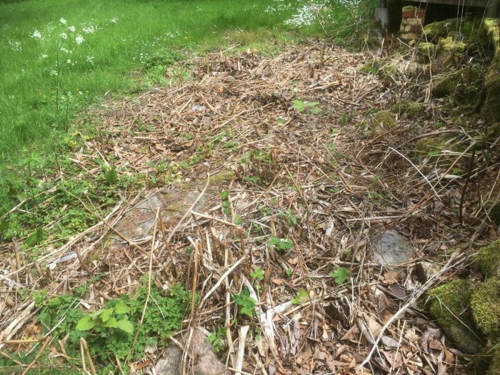 Förgrodd trädgårdspart med nedfallna grenar och löv, mossbeklädd sten och gräskant i bakgrunden.