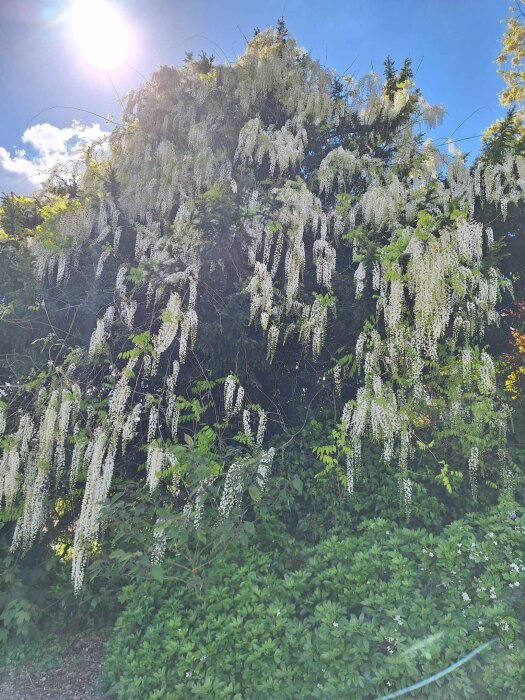 En grönskande buske med hängande vita blommor under en solig himmel.