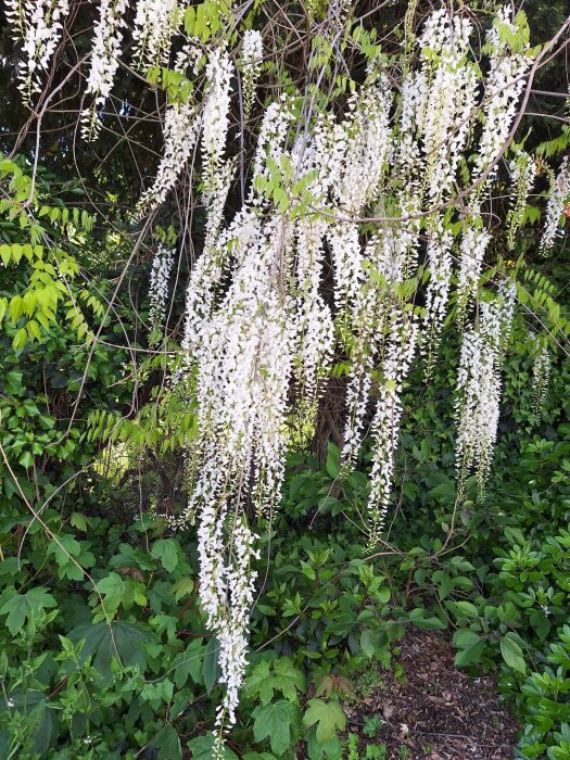 Vita blomklasar av blommande glycin hänger ned mot en bakgrund av gröna blad och vegetation.