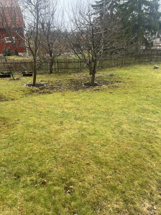 En lummig tomt med gräsmatta och några lövträd vid ett staket, ser våt och delvis mossig ut.