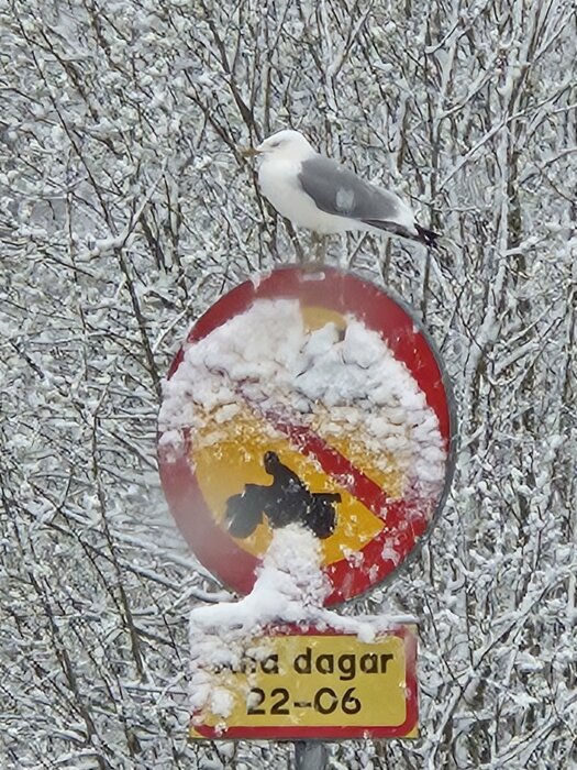 Mås som sitter på ett snötäckt förbudsskylt med snöiga träd i bakgrunden.