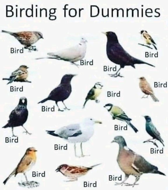 Satirisk bild med olika fåglar och texten "Bird" under varje fågel, titeln "Birding for Dummies" överst.