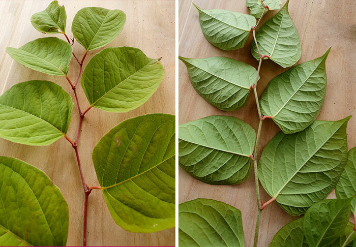 Två bilder av växtgrenar med gröna blad på träunderlag, en med röd stjälk och en med grön.