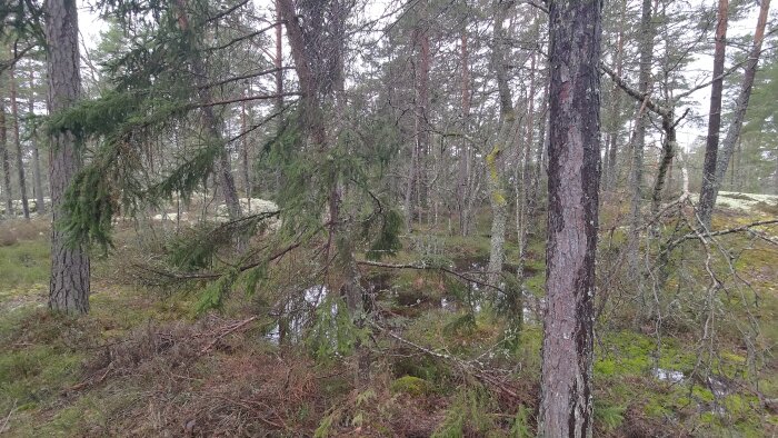 Skogsterräng med tallar och mossa, och en liten vattenpöl omgiven av grönska.