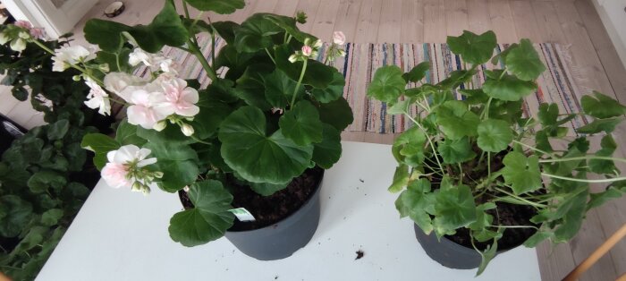 Pelargoner i krukor på ett vitt bord med synlig skillnad i blomning och grönska.